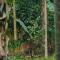 VanaJyotsna Forest Home