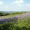 The Cottage - Moretonhampstead