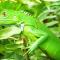 Casa Lina sloth view exotic apartment with privat kitchen