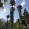 Le Palme Garden