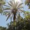 Le Palme Garden