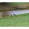 Creekside Haven - Authentic Cabin, Outstanding Location - 鸽子谷