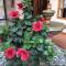 Casa Hibiscus Boutique Hotel