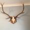 The Guest suite at Daviot ,Inverness - Inverness