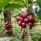 Green Land Estate Homestay 5 Rooms With Garden View