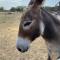 Doe Creek Horse Ranch - Bandera