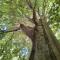 Tente Tipi en pleine forêt