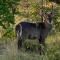 Waterberg Cottages, Private Game Reserve - Vaalwater