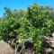 Apartment in Drage with sea view, balcony, air conditioning, WiFi 5144-7