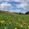 Buttercup Cottage - Dundrum