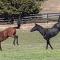 The Stables - Farm Stay - Strath Creek