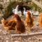 Finca Ses Coves