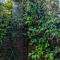 The Bean Tree