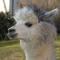 Agriturismo Il Beccafico Alpaca