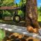 Areca Palms