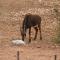 Zwartberg View Mountain Lodge - Oudtshoorn