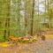 Bear in the Woods
