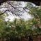 Kon Tree Shade - Dambulla
