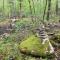 Peaceful Seasonal Wooded Cottage close to everything - Tafton
