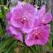 Orchid Cottage