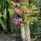 Orchid Cottage