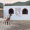 Experience Alpacas in Andalucia - Kordoba