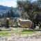 Kotrona Farmhouse - Argassi Zakynthos - Argassi