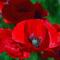Poppy Flower Apartment