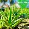 Paradise Resort Doc Let - All Inclusive