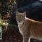 Ardmore Cottage - Failte Ireland Quality Assured - Muff