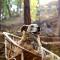 Forest Cabin Bugyal Stays
