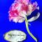 B&B Montancourt-Middelburg