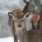 Gite Le Cerf Pantin