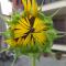 Helianthus Guesthouse