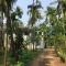 Arecapalm, Murud
