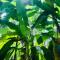 Arecapalm, Murud