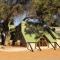 Kalahari Game Lodge