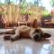 Bohol Hammock Hostel