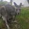 Macedon Ranges Glamping with kangaroos
