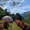 Colibamboo Domo Glamping