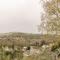 Sevenwoods View