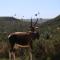 Garden Route Safari Camp - Mossel Bay