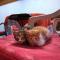 Riad Nerja - Chefchaouene