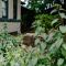 The School House and Garden - family friendly home short drive from Berry, Nowra and Kangaroo Valley)
