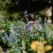 The School House and Garden - family friendly home short drive from Berry, Nowra and Kangaroo Valley)