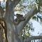 Tranquil Escape - Koala Hotspot - 2 Bed 2 Bath Apt Spectacular Sea Views