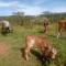 Chalé aconchegante, pertinho da cidade e conectada a natureza - Brasília