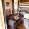 Relax in the unique and cosy Off-grid Eco Shepherd's hut Between Heaven and Earth - Mountshannon