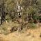 Macedon Ranges Glamping with kangaroos