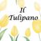 Il Tulipano